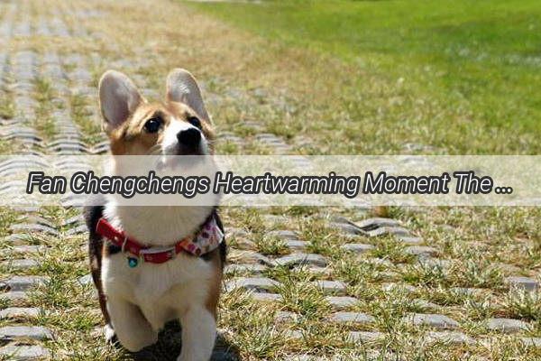 Fan Chengchengs Heartwarming Moment The Sweet Nap with His Adorable Pooch